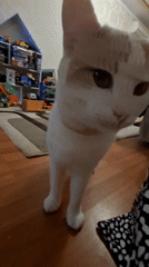 White and ginger cat at home in Mykolaiv, June evening