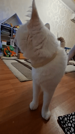 White and ginger cat at home in Mykolaiv, June evening