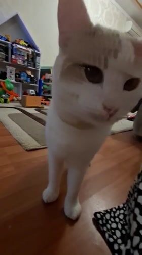 White and ginger cat at home in Mykolaiv, June evening