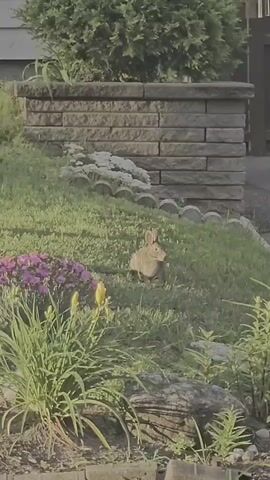 A brown rabbit is visible in a grassy yard with pink and yellow flowers and a stone retaining wall. The rabbit is facing the camera and appears to be alert. The video is taken from a slightly elevated position, looking down at the rabbit. The lighting suggests it is daytime.