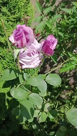 A close-up video shows a rose bush with several purple and pink roses. The roses are in various stages of bloom, with some fully opened and others still budding. The bush has green leaves and thorns. The background is blurred, but appears to be a garden setting with other plants and possibly a fence. Sunlight filters through the leaves, creating dappled shadows on the flowers and foliage.