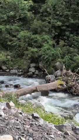 A rushing river flows through a forest, with a fallen tree trunk spanning across it. The riverbanks are lined with rocks and vegetation. The forest is dense with green trees.