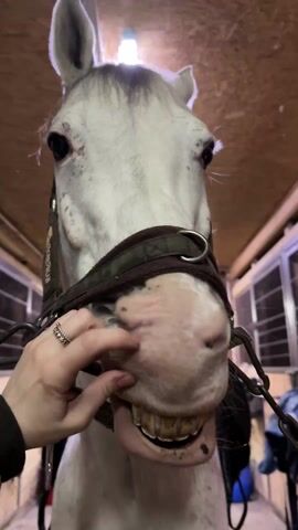A close-up shot shows a person pointing at a horse's nose. The horse is white with grey highlights, and is wearing a bridle. The horse reveals its teeth, which are yellowish. The person's hand, adorned with rings, is visible. The background is a stable with wooden walls and metal bars of horse stalls.