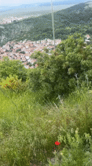 Hilltop poppy and panoramic view captured in Asenovgrad, Bulgaria