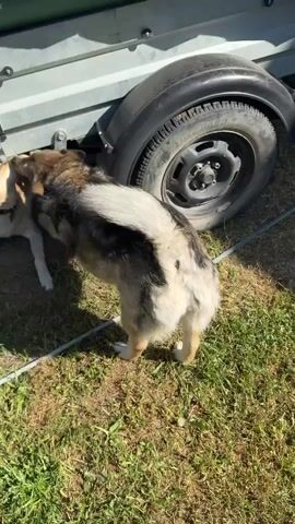The video shows two dogs interacting outdoors. The larger dog, with brown, black, and tan fur, is partially under a trailer, with its head near a smaller, lighter-colored dog lying on the ground. The larger dog appears to be licking or sniffing the smaller dog. The ground is covered in green grass. A dark-colored tire is visible on the right side of the frame, attached to the trailer. A blue hose or cord is visible running across the grass in the lower portion of the frame. The lighting suggests it is daytime, with sunlight casting shadows.