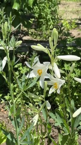 A time-lapse video shows several stalks of white lilies blooming in a garden. Initially, numerous elongated white buds are visible alongside a few partially open white flowers with yellow centers. Over the course of the video, more buds gradually unfurl and open, revealing fully bloomed white lily flowers, each with six petals and prominent yellow anthers in their centers. The lilies are surrounded by various green leaves and plant stems, set against a blurred background of green foliage and brown soil, under what appears to be bright sunlight.