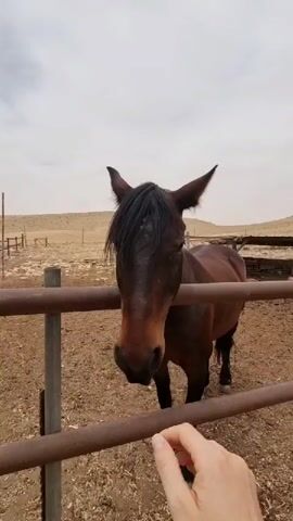 Here is a description of the video:

A person pets a brown horse in a fenced enclosure. The person's hand, adorned with bracelets and a black tattoo, reaches out to stroke the horse's face. The horse, with a dark mane, stands still and appears calm as it receives the affection. The enclosure is made of metal bars and contains dry, brown ground. In the background, a desolate landscape stretches out with a hazy sky overhead.