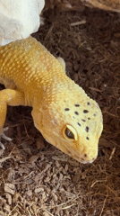 Pet owner records leopard geckos and cat at home