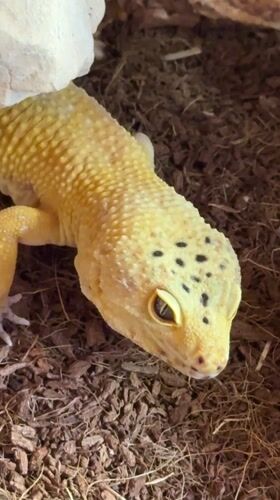 Pet owner records leopard geckos and cat at home
