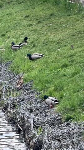 The video shows a group of mallard ducks resting on a grassy bank next to a body of water. There are five male mallards with their distinct green heads visible on the grass. One female mallard is near the water's edge behind a wire mesh structure that's used for erosion control. The ducks are in a calm, relaxed state, with some preening their feathers and others lying down. The environment consists of a vibrant green grassy slope and the calm water body along the base of the slope.