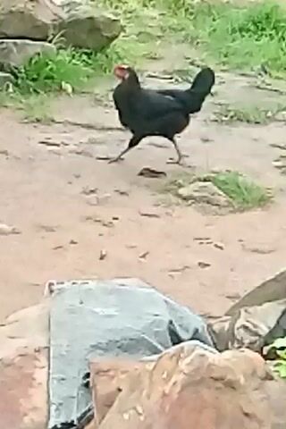 A black chicken with a red comb is walking across a dirt path. The path is lined with large rocks and green vegetation. The chicken is facing to the left of the frame and is in motion.