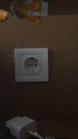 The video shows an indoor scene featuring an electrical outlet on a brown wall. Below the outlet, there is a white charger plugged into a cable. Inside what appears to be an aquarium, several small fish swim near the top of the frame, with some appearing orange and one having a blue stripe. The aquarium is positioned so that the outlet and charger are visible behind it.