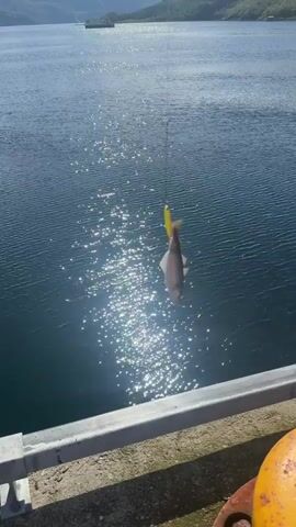 A fish is being reeled in from the water by a fishing line, which is attached to a lure. The fish is suspended in mid-air above the water. The water is dark blue and reflects the sunlight. There is a concrete embankment in the foreground, and mountains in the distance.