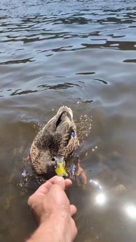 A mallard duck swims in murky water. The water has small rocks visible at the bottom and the sun reflects off the surface. The duck is facing left and appears to be moving.
