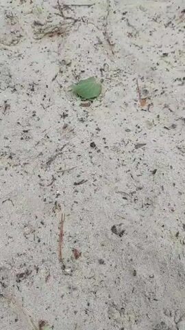 The video shows a sandy surface with scattered leaves and twigs. A single green leaf is visible towards the top center of the frame. In the middle of the frame, a small, bright green, spherical object, possibly a bead or a small ball, appears. The object is stationary. The camera appears to be positioned above and looking down at the scene.