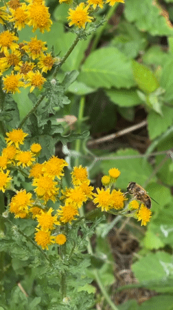 Bees and a hoverfly work yellow flowers in Mönchengladbach