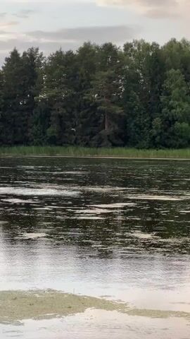 A video shows a calm body of water with a forest in the background. The water has a dark green color and is covered with some light-colored patches. The forest is dense and consists of various shades of green trees. The sky above is cloudy with hints of pink and orange, suggesting it might be sunrise or sunset. In the middle distance, a white bird is seen flying low over the water. The overall scene is serene and natural.