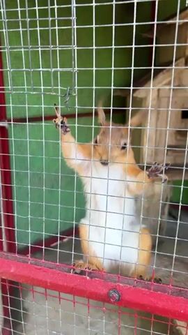 A squirrel with orange and white fur is climbing inside a cage. The squirrel is clinging to the wire mesh of the cage with its paws. In the background, there is a wooden birdhouse and a tree stump. The cage has a red railing at the bottom. The video is shot from outside the cage, looking in.