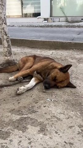 A brown dog sleeps on the ground next to a tree. The dog is lying on its side with its head resting on the ground. The dog's eyes are closed and its mouth is slightly open. The dog's tail is curled up around its body. The ground is covered in dirt and pebbles. There is a sidewalk and a street in the background.