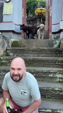 A man is kneeling on steps, smiling, holding a bottle. Two dogs are standing on higher steps behind him. The dogs appear to be interacting with each other. The background shows an ornate entrance with a yellow umbrella visible inside. The steps and surrounding structures appear to be made of stone and are covered in moss.