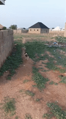 Dog spotted on dirt roads in Rido, Nigeria