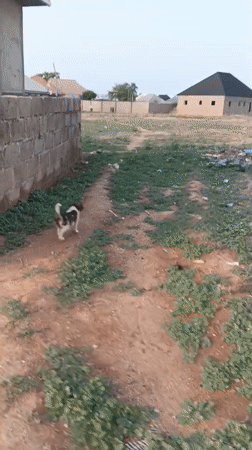 Dog spotted on dirt roads in Rido, Nigeria