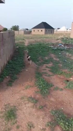 Dog spotted on dirt roads in Rido, Nigeria