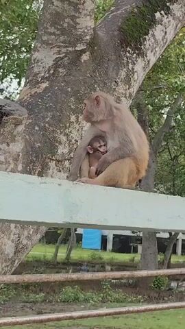 A mother monkey is holding her baby monkey in her arms. The baby monkey is nursing. The mother monkey is looking to the side. They are sitting on a ledge in front of a tree. There is a body of water and some buildings in the background.