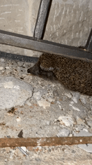 Nighttime wildlife spotted amid urban development in Budva Montenegro