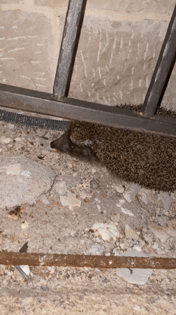 Nighttime wildlife spotted amid urban development in Budva Montenegro