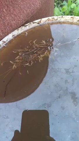 A close-up, overhead shot shows a collection of small, white, worm-like organisms clustered around a bundle of plant material in murky, brown water. The water fills a portion of a light-colored, round container, possibly a basin or tub, with a brown, textured object visible in the upper left corner. A reflection of a dark-colored smartphone is visible in the lower center of the frame, held by an unseen individual. The background suggests an outdoor environment with blurred green foliage. The organisms appear to be actively moving within the water and around the plant debris.