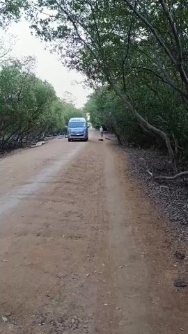 The video shows a straight, dirt road lined with trees on either side. In the distance, a silver van drives toward the camera. A person walks away from the camera and toward the van in the middle of the road. The trees are green and thick, creating a canopy over the road. The ground is dry and dusty. The sky is overcast.