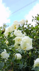 White roses bloom in Russian village, May 2026