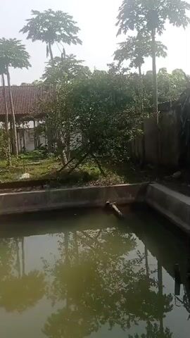 The video shows an outdoor scene with a body of water in the foreground. There is a concrete structure bordering the water. Behind the water are several large plants with broad green leaves, possibly taro or elephant ears. Further back, there are tall trees with palm-like leaves, likely papaya trees. A building with a tiled roof is visible in the background, along with a wall and other greenery. The sky is overcast. The camera pans slowly across the scene.