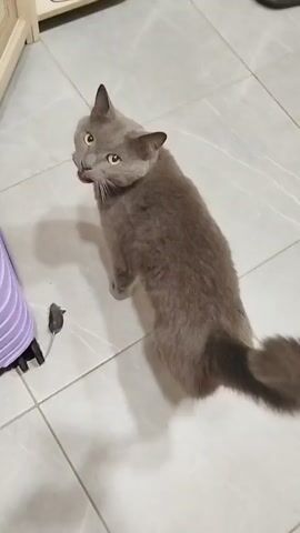 The video begins with a high-angle shot of a gray cat with large, alert ears. The cat is standing on a tiled floor next to a purple suitcase. A small toy mouse is visible on the floor near the suitcase. The cat turns its head to look directly at the camera before turning away and moving out of frame. The video then shows the cat walking away from the camera, its body elongated and its tail held high. The camera follows the cat as it walks towards the background of the room, which appears to be a domestic setting with furniture and shoes visible. The cat continues to walk away, and the video ends. The audio consists of a voice saying, "We ate, we slept, and now we are going for a walk."