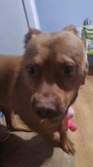 Brown dog with blue collar captured in home videos