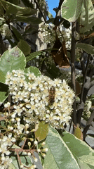 Bee forages on white flowers in Paris spring afternoon