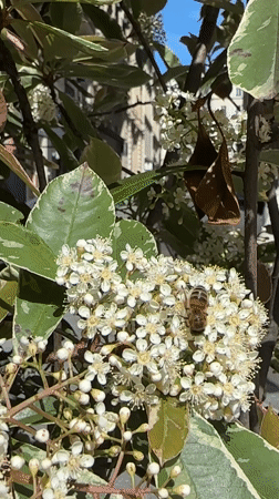 Bee forages on white flowers in Paris spring afternoon