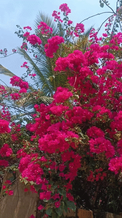 Street vendors active in Puttaparthi India morning hours