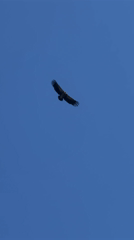 Vulture spotted soaring over Pokhara amid clear morning skies