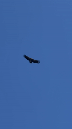 Vulture spotted soaring over Pokhara amid clear morning skies