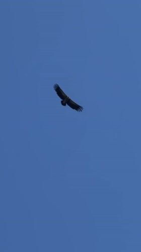 Vulture spotted soaring over Pokhara amid clear morning skies
