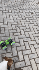 Dog plays with children and RC car at Russian playground