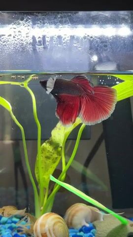 A betta fish swims in an aquarium. The fish is red with a dark body and a white chin. It has large, flowing fins. The aquarium contains green plants, blue gravel, and two snails. The water level is near the top of the tank.