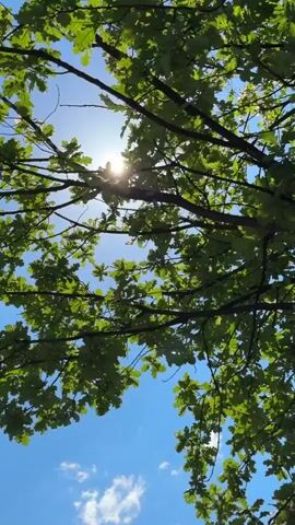 The video shows a low-angle shot looking up through the canopy of a tree with bright green leaves. The sun is visible, peeking through the branches, creating a lens flare effect. The sky is a clear blue with a few wispy white clouds. The scene suggests a bright, sunny day, likely in late spring or summer given the lushness of the leaves. The camera is static, capturing the gentle play of sunlight through the foliage. There are no people or specific objects visible besides the tree and the sky. The overall mood is peaceful and natural. The location context provided is Novozarechnyi, Russia. No text is visible in the video.