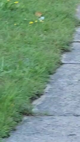 A bird with black and gray plumage walks on grass near a paved surface. The bird pecks at something on the ground and then opens its beak as if calling out.