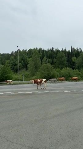 The video captures a serene daytime scene of a herd of approximately nine cows crossing a paved road. The cows are of varying colors, including brown and white spotted, light brown/tan, and one greyish individual. They walk unhurriedly across the two-lane road from left to right, with white solid and dashed road markings visible on the asphalt.

In the background, a dense, lush green forest of both coniferous and deciduous trees borders the road, partially obscured by a green metal guardrail. A utility pole with a light fixture is visible on the left side of the road. The sky appears overcast, suggesting a cloudy day without strong sunlight. Towards the end of the clip, a black car is briefly visible on the right side of the road. The overall atmosphere is calm, with the cows seemingly undisturbed by their roadside journey. The setting indicates a rural or semi-rural area, consistent with the provided location context of Усмангали, Russia. No visible text is present in the video.