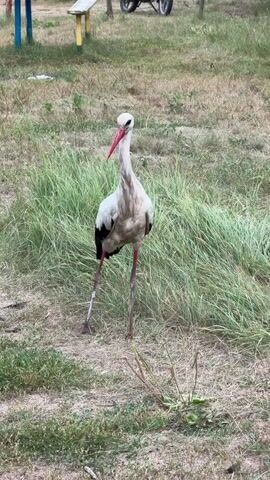 A white stork with black wing feathers and a red beak stands in a grassy area. The stork's long legs are visible, with one leg extended forward. In the background, there are hints of a picnic bench with yellow legs and a blue support structure, as well as a bicycle with a wheel and frame. The ground is covered in dry grass and some green patches.