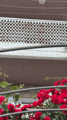 White balconied building with roses documented in Herceg Novi
