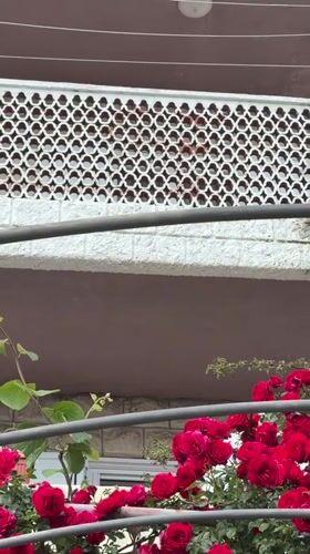 White balconied building with roses documented in Herceg Novi